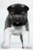 Photo №4. I will sell american akita in the city of Kraljevo.  - price - negotiated