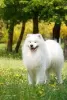 Photo №2 to announcement № 125931 for the sale of samoyed dog - buy in United Kingdom private announcement, breeder