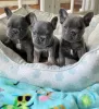 Photo №2 to announcement № 121537 for the sale of french bulldog - buy in United Kingdom 