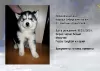 Additional photos: Siberian Husky puppies