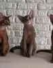 Additional photos: Abyssinian blue cat