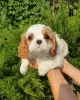 Photo №2 to announcement № 64614 for the sale of cavalier king charles spaniel - buy in Russian Federation from nursery, breeder