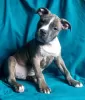 Additional photos: American Staffordshire Terrier puppies