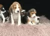 Photo №1. beagle - for sale in the city of Гамбург | Is free | Announcement № 123641