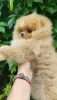 Additional photos: Pomeranian Spitz, puppies. Mini bears