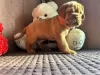 Additional photos: Dogue de Bordeaux puppies