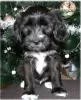 Additional photos: Tibetan terrier puppies.