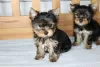 Photo №1. yorkshire terrier - for sale in the city of Essen | Is free | Announcement № 121214