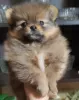 Photo №2 to announcement № 78050 for the sale of pomeranian - buy in Russian Federation private announcement