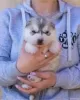 Additional photos: siberian husky puppies