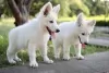 Additional photos: White Swiss Shepherd puppies for sale