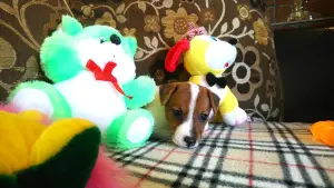 Photo №4. I will sell jack russell terrier in the city of Moscow. from nursery - price - 564$