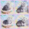 Photo №2 to announcement № 42142 for the sale of scottish fold - buy in Belarus private announcement