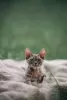 Photo №4. I will sell devon rex in the city of Москва. private announcement, from nursery, breeder - price - 1000$