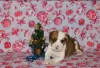 Additional photos: American Staffordshire Terrier puppies