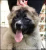 Additional photos: Caucasian Shepherd puppies