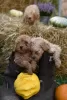 Additional photos: Miniature poodle