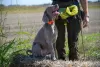 Photo №2 to announcement № 71853 for the sale of weimaraner - buy in Serbia 