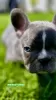 Additional photos: Hello french bulldog puppies for sale.