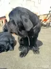 Additional photos: Neapolitan Mastiff puppies are the best