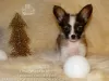 Photo №4. I will sell papillon dog in the city of Saratov. from nursery - price - negotiated