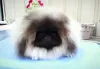 Photo №1. pekingese - for sale in the city of Yuzhnoukrainsk | negotiated | Announcement № 9211