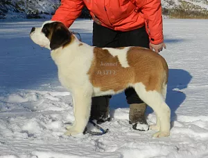 Photo №3. Puppies of saint bernard. Russian Federation