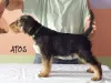 Photo №1. airedale terrier - for sale in the city of Bialystok | 1037$ | Announcement № 11588