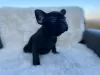 Photo №1. french bulldog - for sale in the city of Zawoja | negotiated | Announcement № 19044