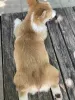 Photo №3. Welsh Corgi Puppies. Russian Federation