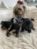 Additional photos: Miniature yorkie-boys