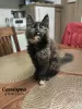 Additional photos: Maine Coon kittens 14 weeks old