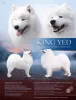 Photo №1. samoyed dog - for sale in the city of Sosnowiec | negotiated | Announcement № 39203