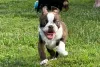 Photo №3. Boston Terrier puppies. Germany