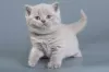 Photo №2 to announcement № 120617 for the sale of british shorthair - buy in Czech Republic breeder