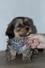 Photo №4. I will sell havanese dog in the city of Москва. from nursery - price - negotiated