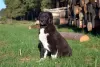 Photo №3. Puppy of the Central Asian Shepherd Dog / CAO / Alabai. Romania