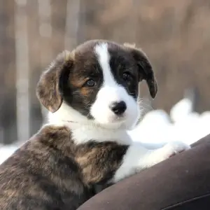 Additional photos: Welsh corgi cardigan puppies from Felangry kennel are free!