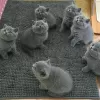 Photo №2 to announcement № 24861 for the sale of british shorthair - buy in Austria 