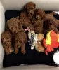 Photo №1. poodle (toy) - for sale in the city of Queanbeyan | 150$ | Announcement № 129459