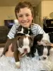 Photo №1. boston terrier - for sale in the city of Trutnov | negotiated | Announcement № 96485