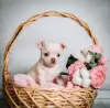 Photo №1. chihuahua - for sale in the city of Tolyatti | 802$ | Announcement № 10385