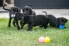 Photo №3. Cane Corso puppies. Serbia