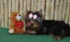 Photo №1. yorkshire terrier - for sale in the city of Voronezh | 540$ | Announcement № 10032