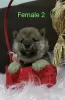 Photo №2 to announcement № 37500 for the sale of shiba inu - buy in Serbia breeder