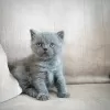 Photo №3. British Shorthair Champion lineage in the pedigree. Germany