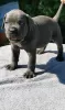 Additional photos: Cane Corso Puppies RECOMMENDATION