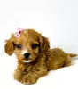 Additional photos: Cavapoo-cavapoo (Cavalier Toy Poodle)