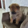 Additional photos: Chow Chow Puppies