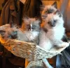 Photo №4. I will sell ragdoll in the city of Калифорния Сити.  - price - negotiated